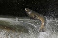 Fall scene of a Salmon jumping up a fish ladder Royalty Free Stock Photo