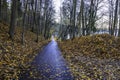 fall scene of a walking and biking trail covered with fallen leaves Royalty Free Stock Photo