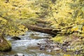 Fall scene in woods of brook Royalty Free Stock Photo