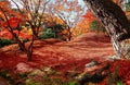 Fall scenery of brilliant maple foliage in a Japanese garden in Sento Imperial Palace  Royal Park Royalty Free Stock Photo