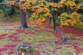 Fall scenery of colorful Japanese maple trees & fallen leaves on the mossy ground  in the garden of beautiful Shugakuin Imperial V Royalty Free Stock Photo