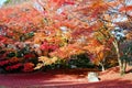 Fall scenery of fiery maple trees in a Japanese garden in Sento Imperial Palace Royal Park in Kyoto, Japan Royalty Free Stock Photo