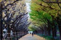 Fall scenery of long rows of golden Ginkgo trees (Gingko or Maidenhair) along sidewalk in Meiji Shrine Outer Garden
