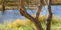 Old and Dry Tree Trunk on River Bank at Autumn Sunny Day Royalty Free Stock Photo