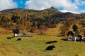 Fall scenery of a ranch with a herd of cows on green meadows under beautiful sunlight & colorful forests on the hillside