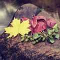 Fall season. Autumn leafage on wet moss stone in stream