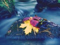 Fall season. Autumn leafage on wet moss stone in stream