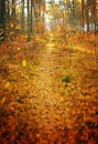 Fall season autumn park path abstract background vertical panorama Royalty Free Stock Photo