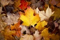 Fall Season Background Royalty Free Stock Photo