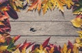 Fall season background, red rowan leaves Royalty Free Stock Photo