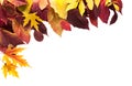 Fall season background, yellow maple leaves Royalty Free Stock Photo