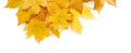 Fall season background, yellow maple leaves Royalty Free Stock Photo