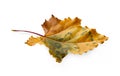 Fall season background, yellow oak leaf Royalty Free Stock Photo