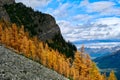 Gorgeous views of golden larch trees and mountains from Fairview Mountain trail in Lake Louise area. Royalty Free Stock Photo