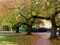 Fall season with cherry trees  in Quad square in university campus Royalty Free Stock Photo