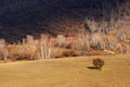 Birch forest and meadow, Inner Mongolia, China Royalty Free Stock Photo