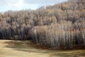 Birch forest, Inner Mongolia, China Royalty Free Stock Photo