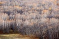 Birch forest, Inner Mongolia, China Royalty Free Stock Photo