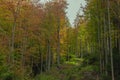 Fall season golden time October mountain forest landscape scenic view and lonely peaceful path Royalty Free Stock Photo