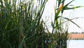 Lush bulrush growing over river bank. Autumn lake landscape Royalty Free Stock Photo