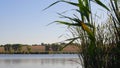 Lush bulrush growing over river bank and fluttering leaves in wind. Autumn lake landscape Royalty Free Stock Photo