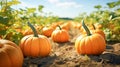 Fall season landscape with pumpkin field. Copy space for your text. Blurred background.