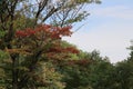 fall season leaves of the japanese maple