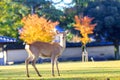 Fall season of Nara city, Japan with nice yellowred color Royalty Free Stock Photo