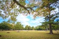 Fall season of Nara city, Japan with nice yellowred color Royalty Free Stock Photo