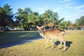 Fall season of Nara city, Japan with nice yellowred color Royalty Free Stock Photo