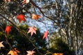 Fall season. Orange and red maple tree autumn background Royalty Free Stock Photo