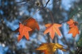 Fall season. Orange and red maple tree autumn background Royalty Free Stock Photo