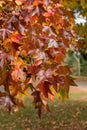 Fall season. red maple tree autumn background Royalty Free Stock Photo