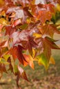 Fall season. red maple tree autumn background Royalty Free Stock Photo