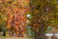 Fall season. red maple tree autumn background Royalty Free Stock Photo