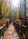 Fall season in Sevenlakes national park Yedigoller milli parki, Bolu, Turkey. Nazli lake tent camping area Nazli gol cadir kamp