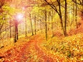 Fall season. Sun through trees on path in golden forest Royalty Free Stock Photo