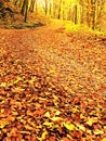 Fall season. Sun through trees on path in golden forest Royalty Free Stock Photo