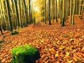 Fall season. Sun through trees on path in golden forest Royalty Free Stock Photo