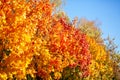 Fall . Season of the year. ÃÂ¡olorful foliage on a trees in the park. Autumn yellow and red leaves on blue sky background Royalty Free Stock Photo