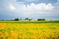 Fall Soybean Farm Royalty Free Stock Photo