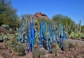 Phoenix, Arizona: Dale Chihuly Installation `Blue Birch Reeds and Scorpion Tails`, 2021
