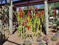 Tempe/Phoenix, Arizona, Botanical Garden: Chihuly Installation `Paintbrushes`