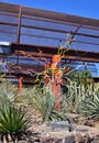 Phoenix/Tempe, Arizona: Dale Chihuly Sculpture `Sonoran Neon`, 2021