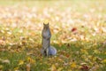 Fall and squirrels are inseparable