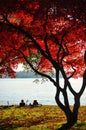 The fall in Stanley Park, Vancouver. Royalty Free Stock Photo