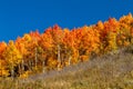 Fall in Steamboat Springs Colorado Royalty Free Stock Photo