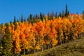 Fall in Steamboat Springs Colorado Royalty Free Stock Photo