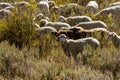 Fall in Steamboat Springs Colorado Royalty Free Stock Photo