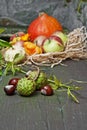 Fall still life Royalty Free Stock Photo